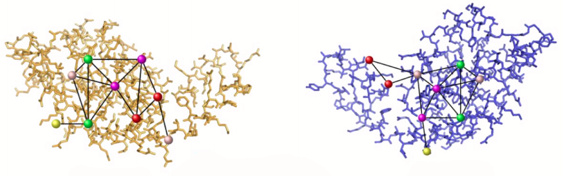 Example of protein graphs, where max-clique algorithm can be used in search for similar sub-structures.